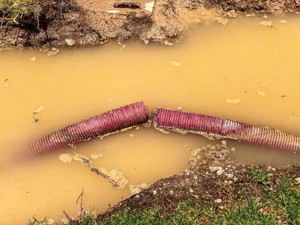 Best Water damage contractors near me  in Brent, FL
